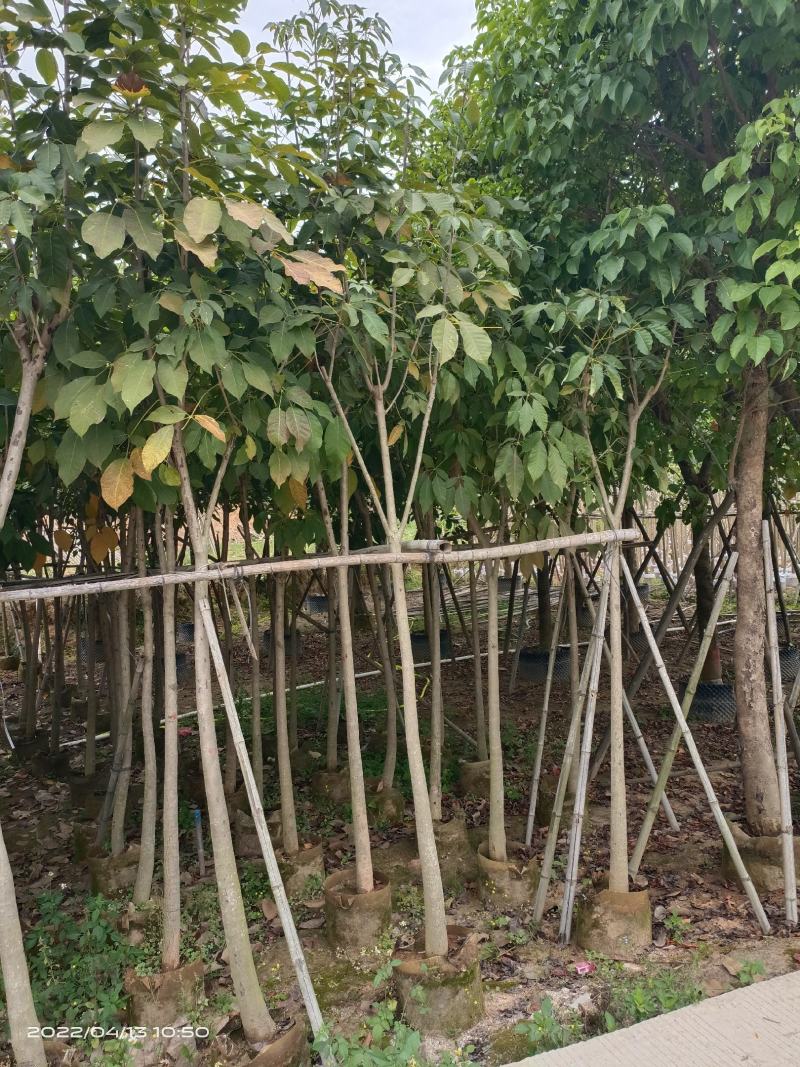 红花风铃木5～8分，大量现货，欢迎各位老板来电咨询