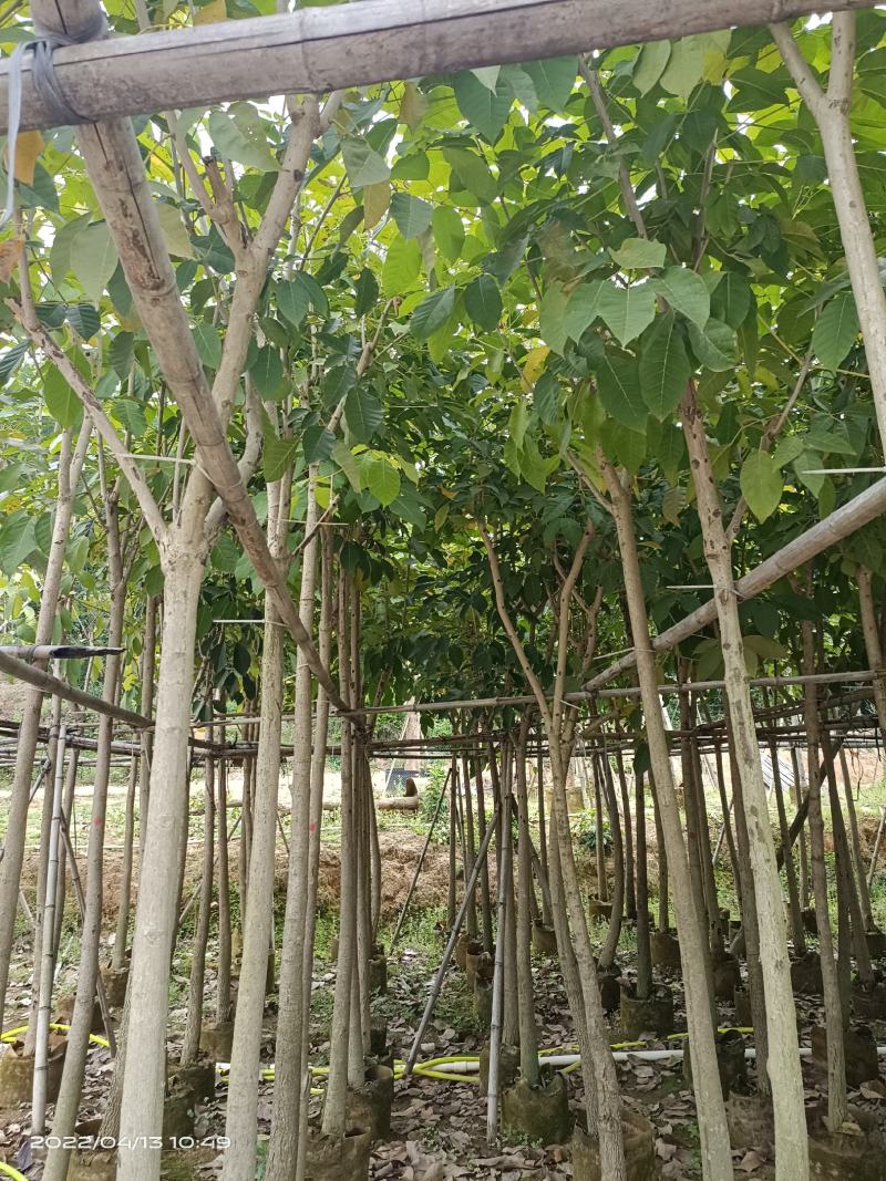 红花风铃木5～8分，大量现货，欢迎各位老板来电咨询