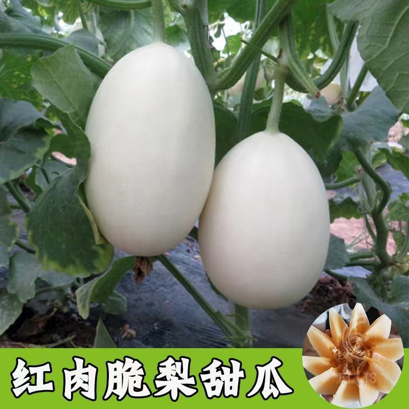 【推荐】脆梨甜瓜，山东天蜜脆梨甜瓜，优选品质，大量供货