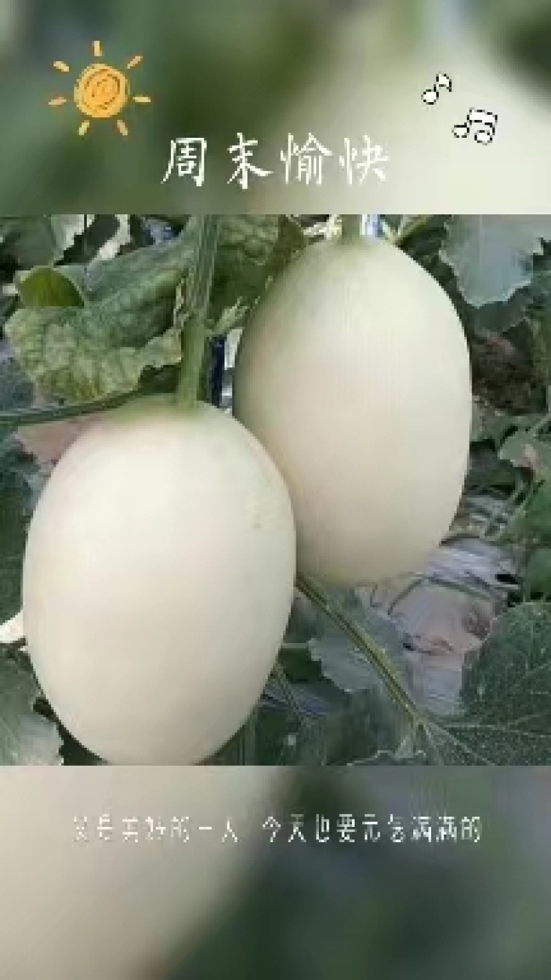 【推荐】脆梨甜瓜，山东天蜜脆梨甜瓜，优选品质，大量供货