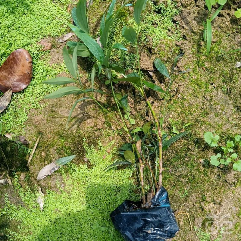南天竹福建漳州基地批发南天竹