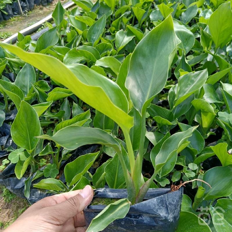 天堂鸟鹤望兰