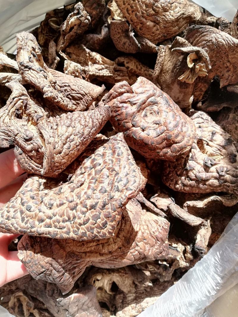 烘干黑虎掌