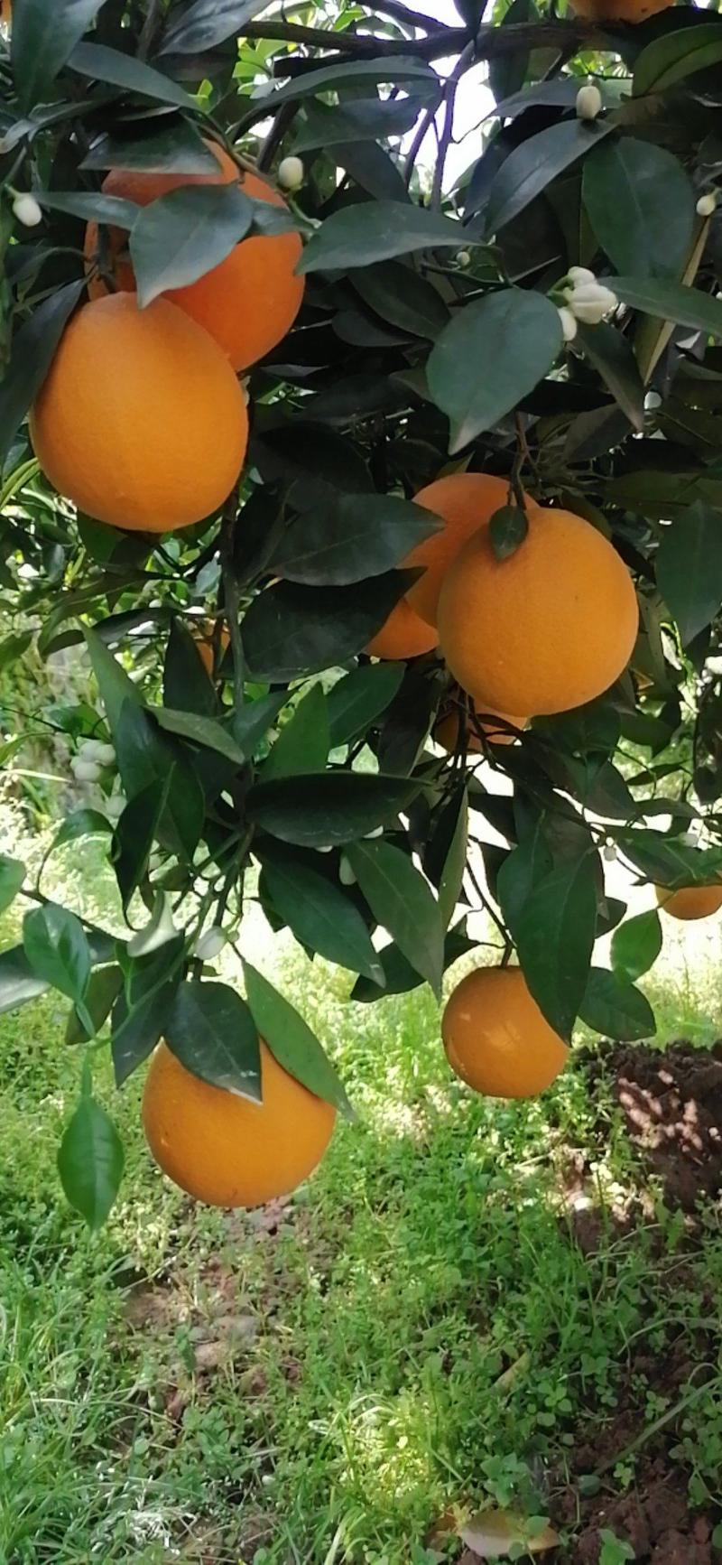 实-纽荷尔脐橙九月红果冻橙产地直供电商批发商超品质保证