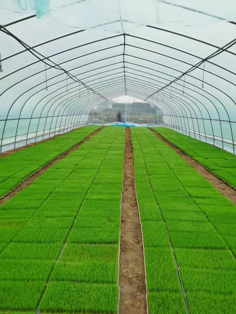 养殖大棚，种植大棚，暖棚，连体棚