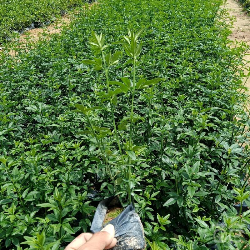 迎春花清明花