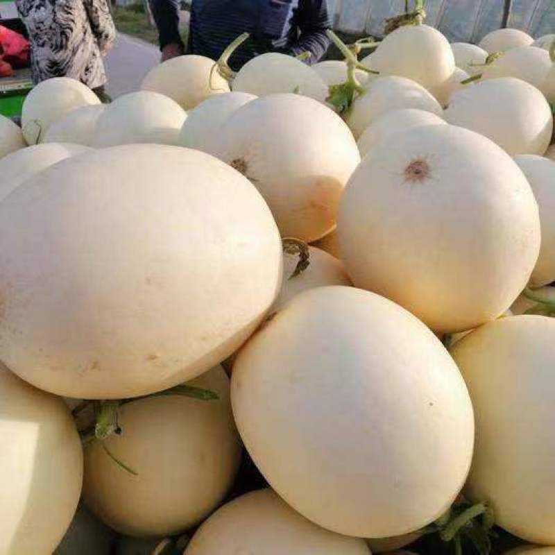 精品红玉甜瓜白甜瓜大量上市，产地直销，量大有优惠欢迎选购
