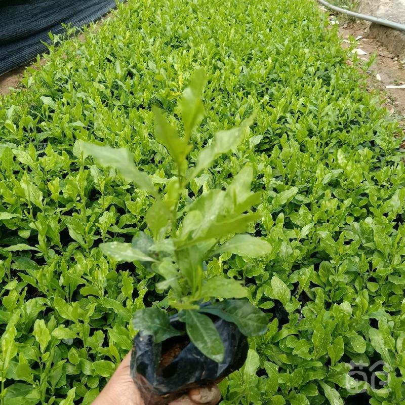 蓝雪花蓝茉莉福建漳州批发蓝雪花