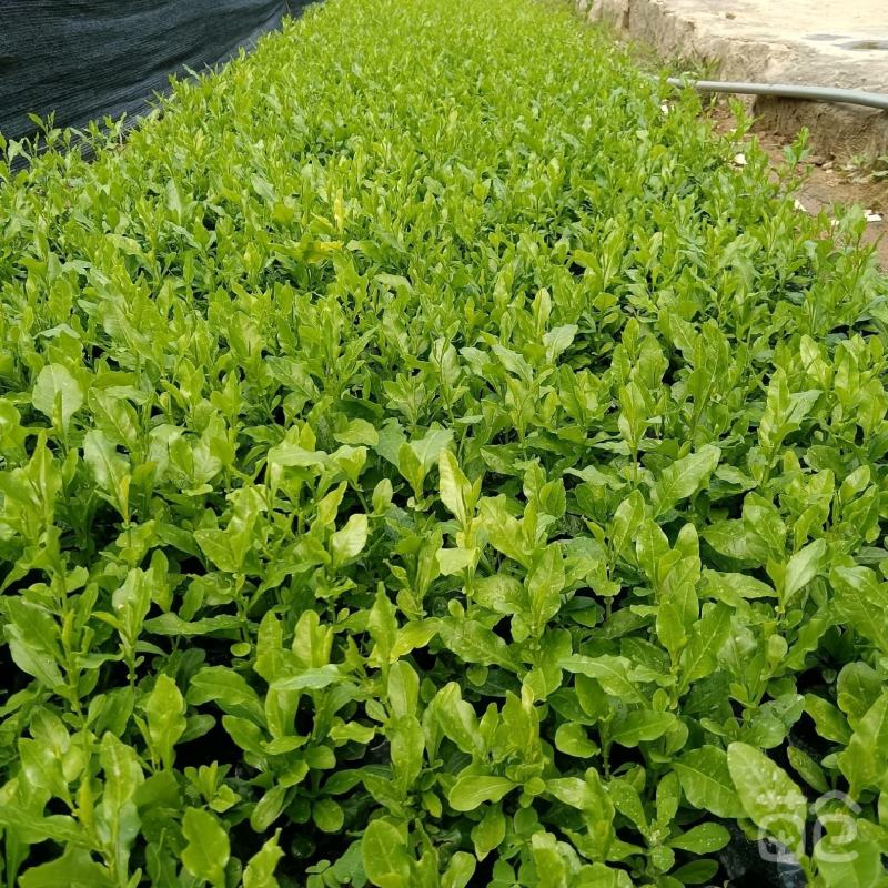 蓝雪花蓝茉莉福建漳州批发蓝雪花