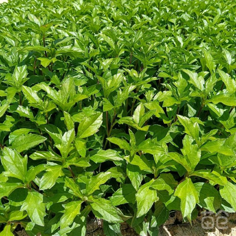 蟛蜞菊