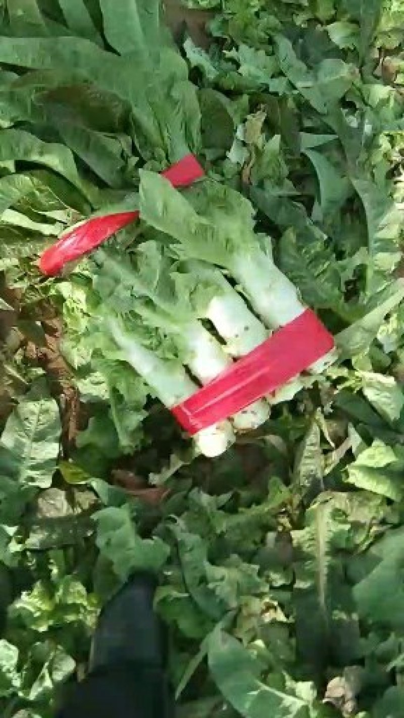 红叶莴笋，莴笋大量上市，