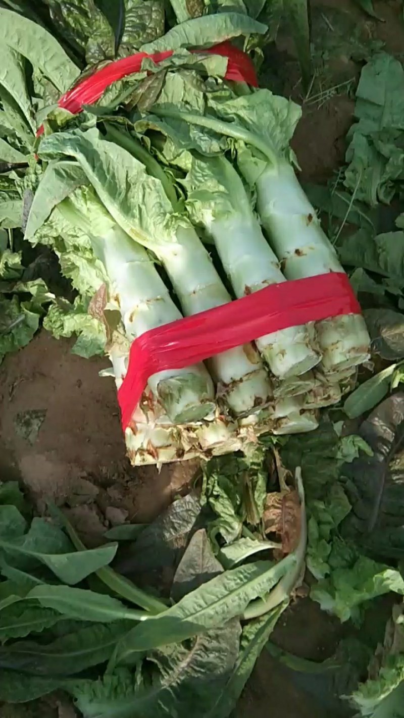 红叶莴笋，莴笋大量上市，