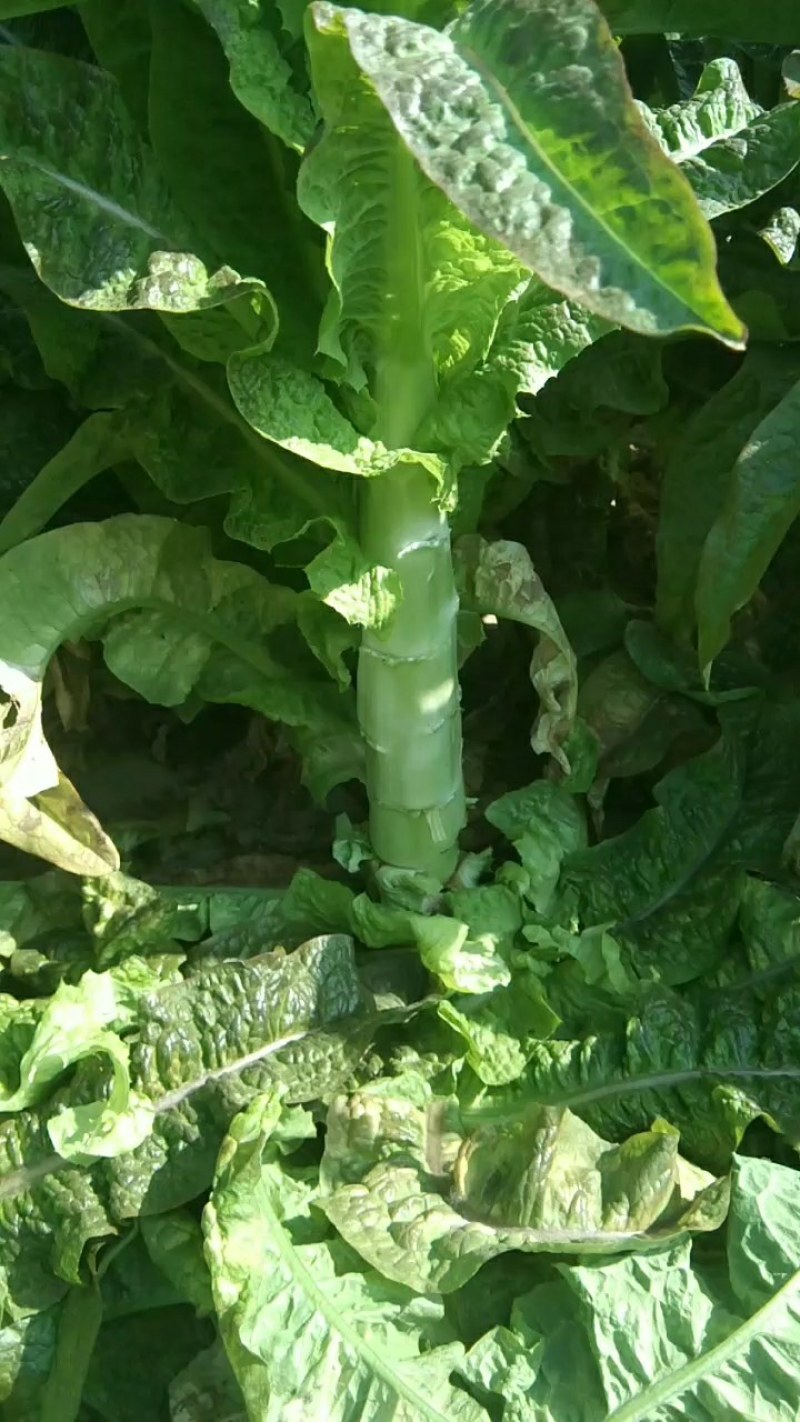 红叶莴笋，莴笋大量上市，