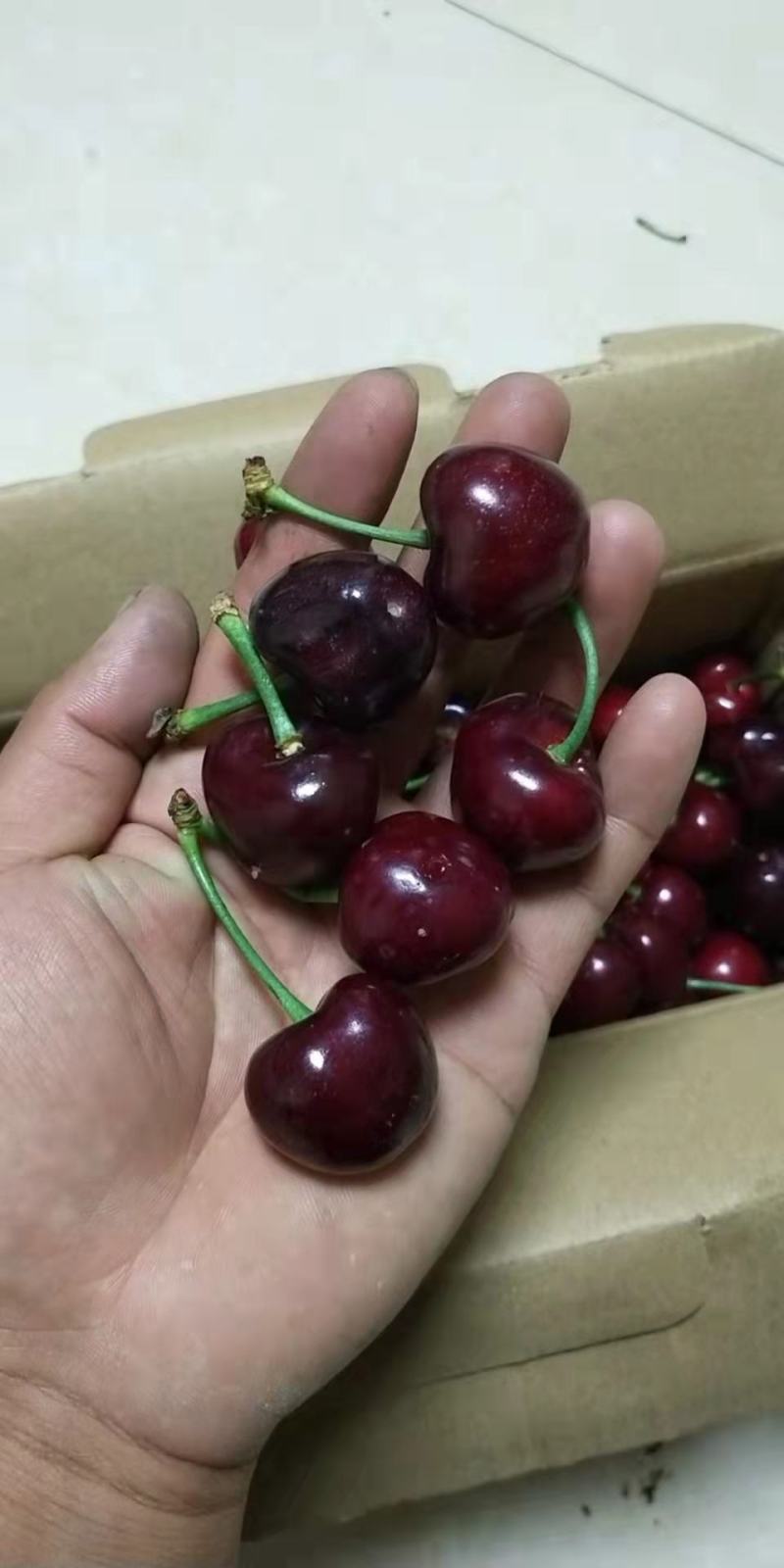 山东优质樱桃，美早，红灯等各种樱桃产地大量批发