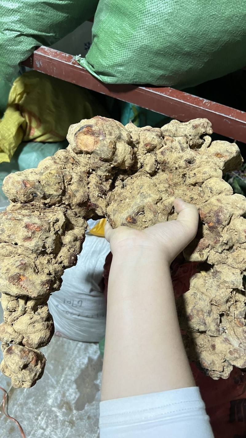 土茯苓鲜货广西野生新鲜土茯苓白色变色肉