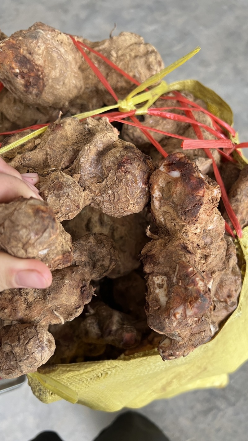 土茯苓鲜货广西野生新鲜土茯苓白色变色肉