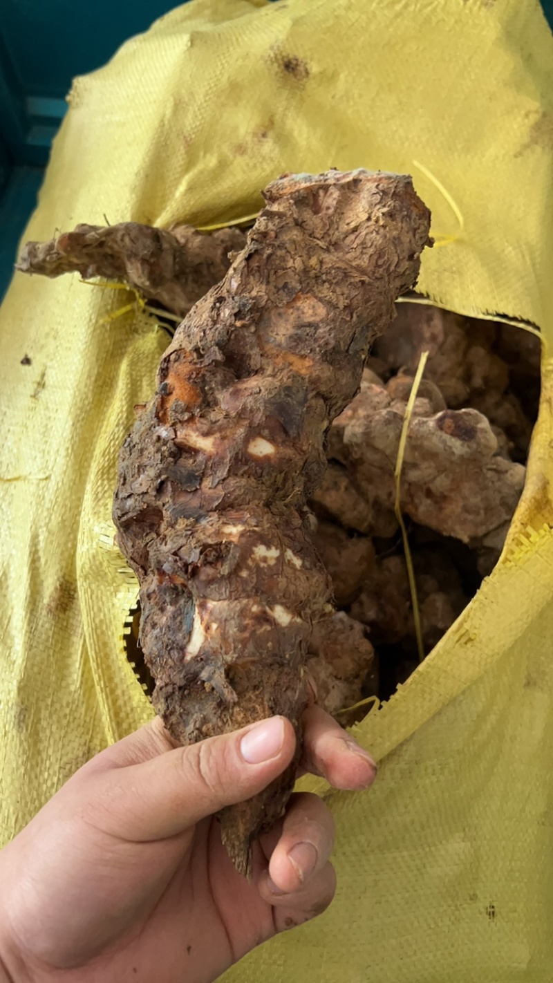 土茯苓鲜货广西野生新鲜土茯苓白色变色肉