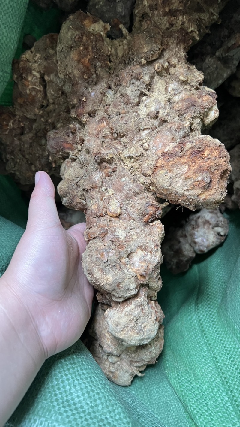 土茯苓鲜货广西野生新鲜土茯苓白色变色肉
