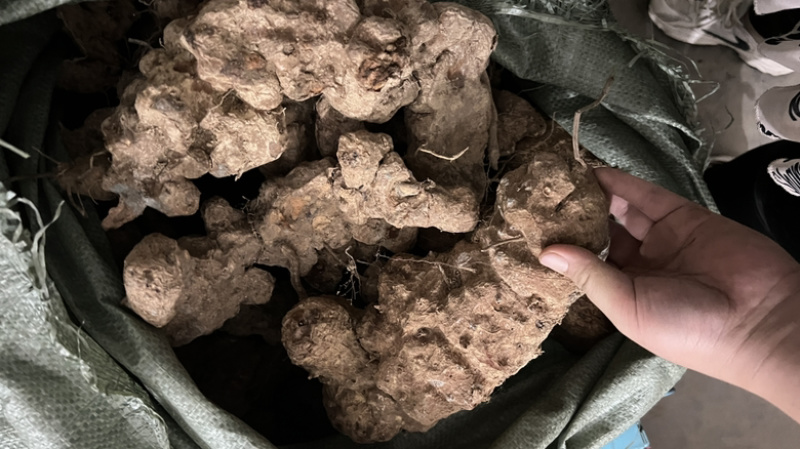 土茯苓鲜货广西野生新鲜土茯苓白色变色肉
