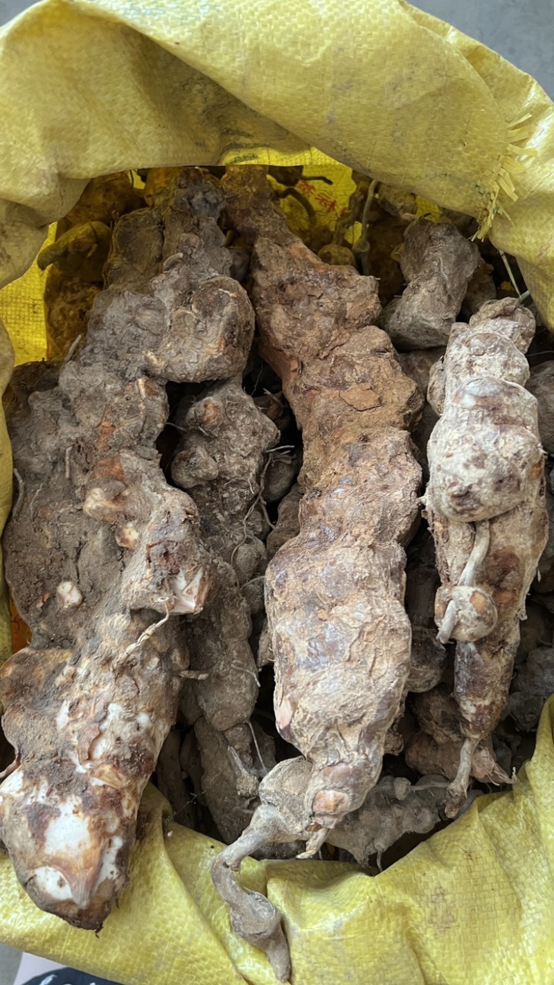 土茯苓鲜货广西野生新鲜土茯苓白色变色肉