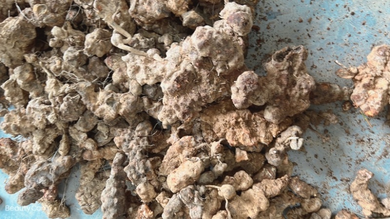 土茯苓鲜货广西野生新鲜土茯苓白色变色肉