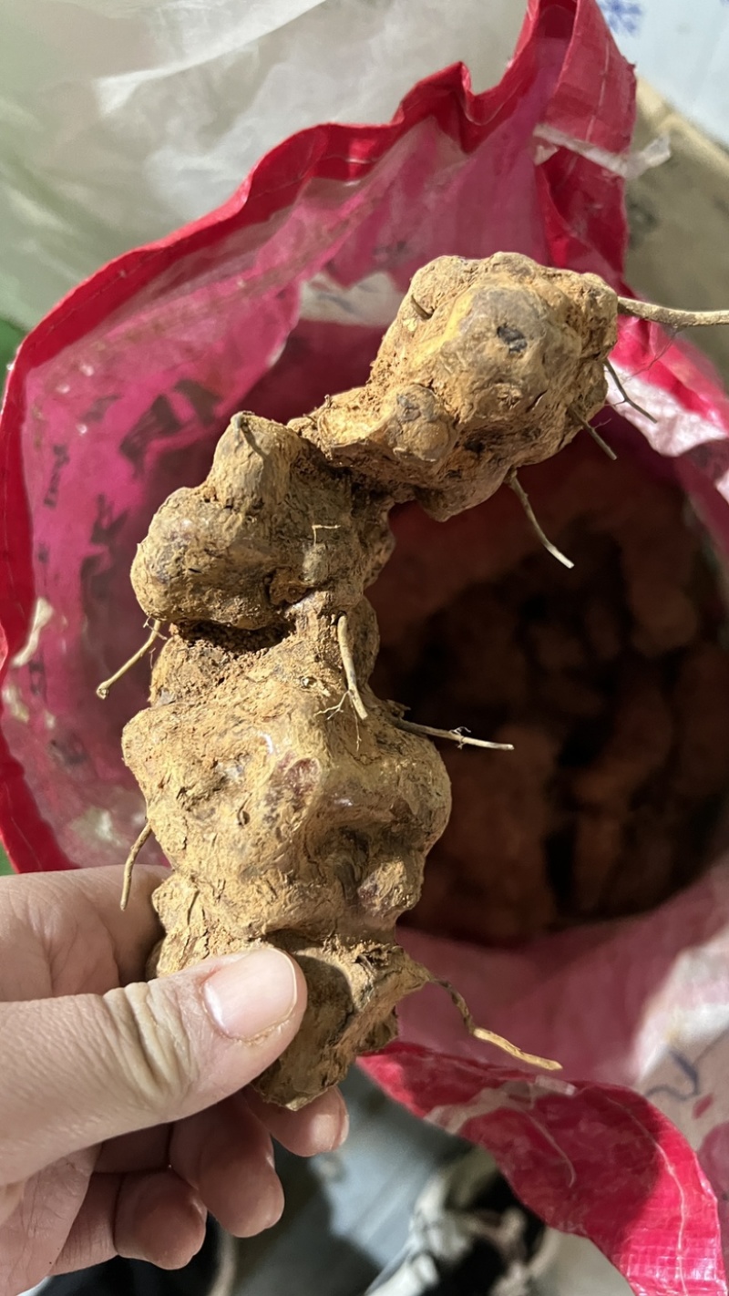 土茯苓鲜货广西野生新鲜土茯苓白色变色肉
