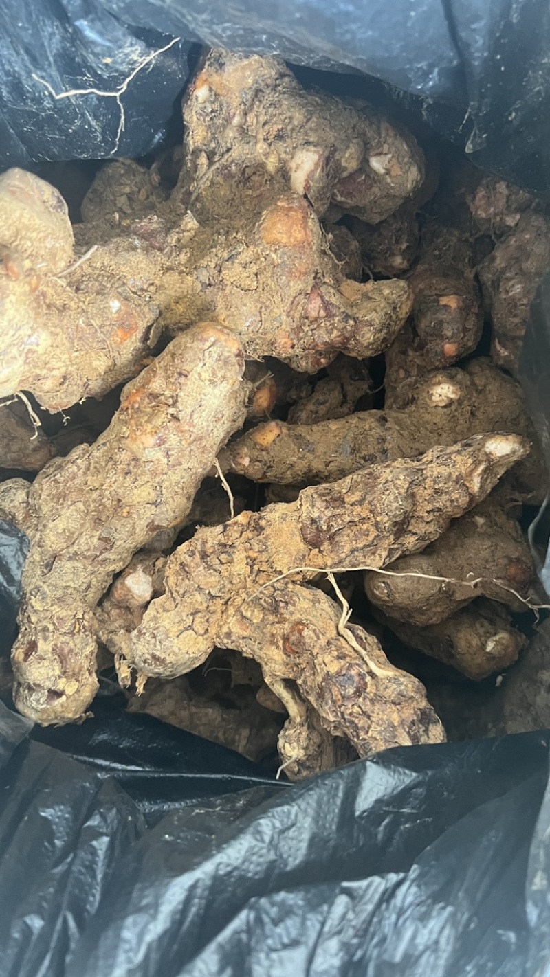 土茯苓鲜货广西野生新鲜土茯苓白色变色肉