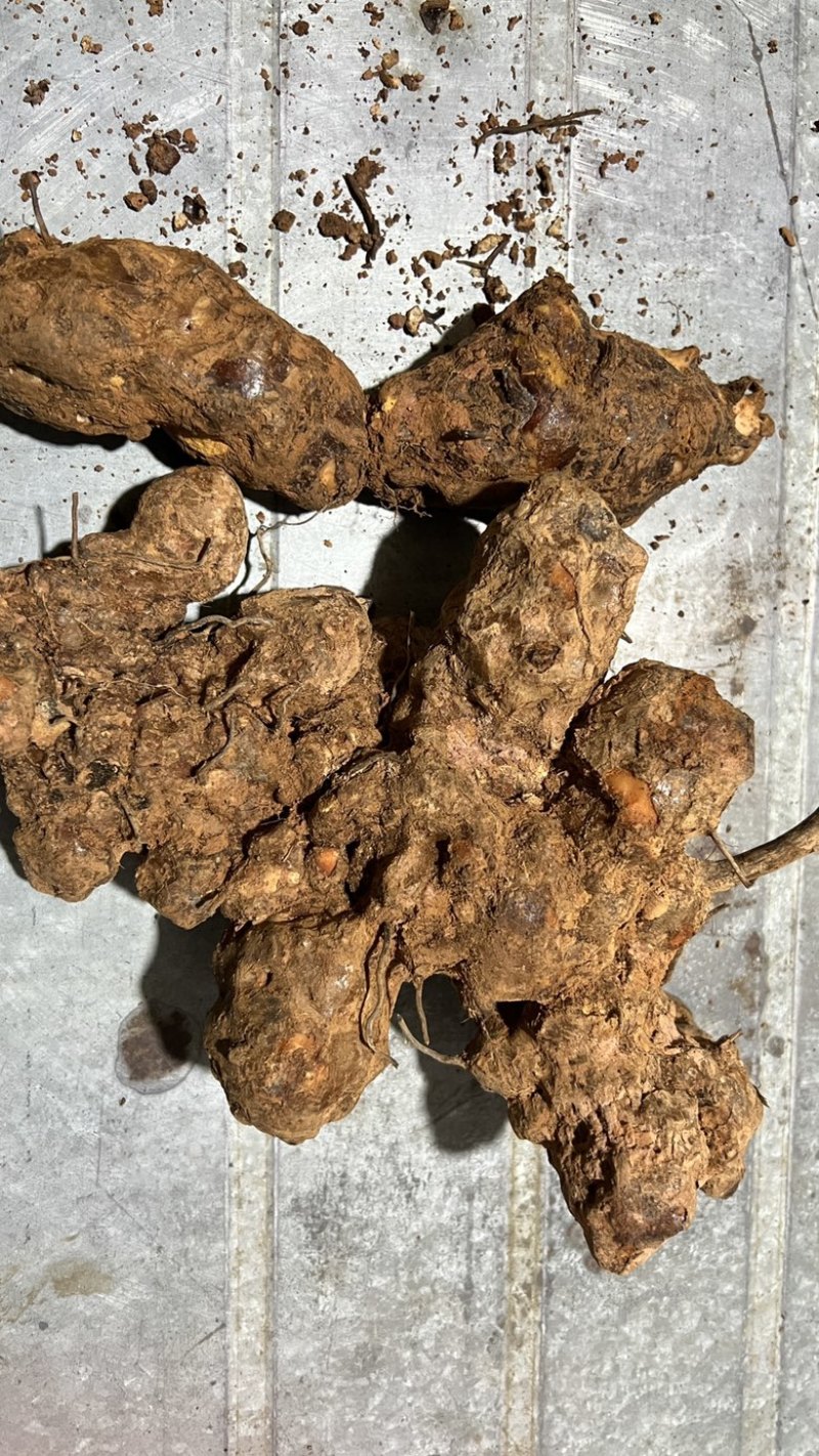 土茯苓鲜货广西野生新鲜土茯苓白色变色肉