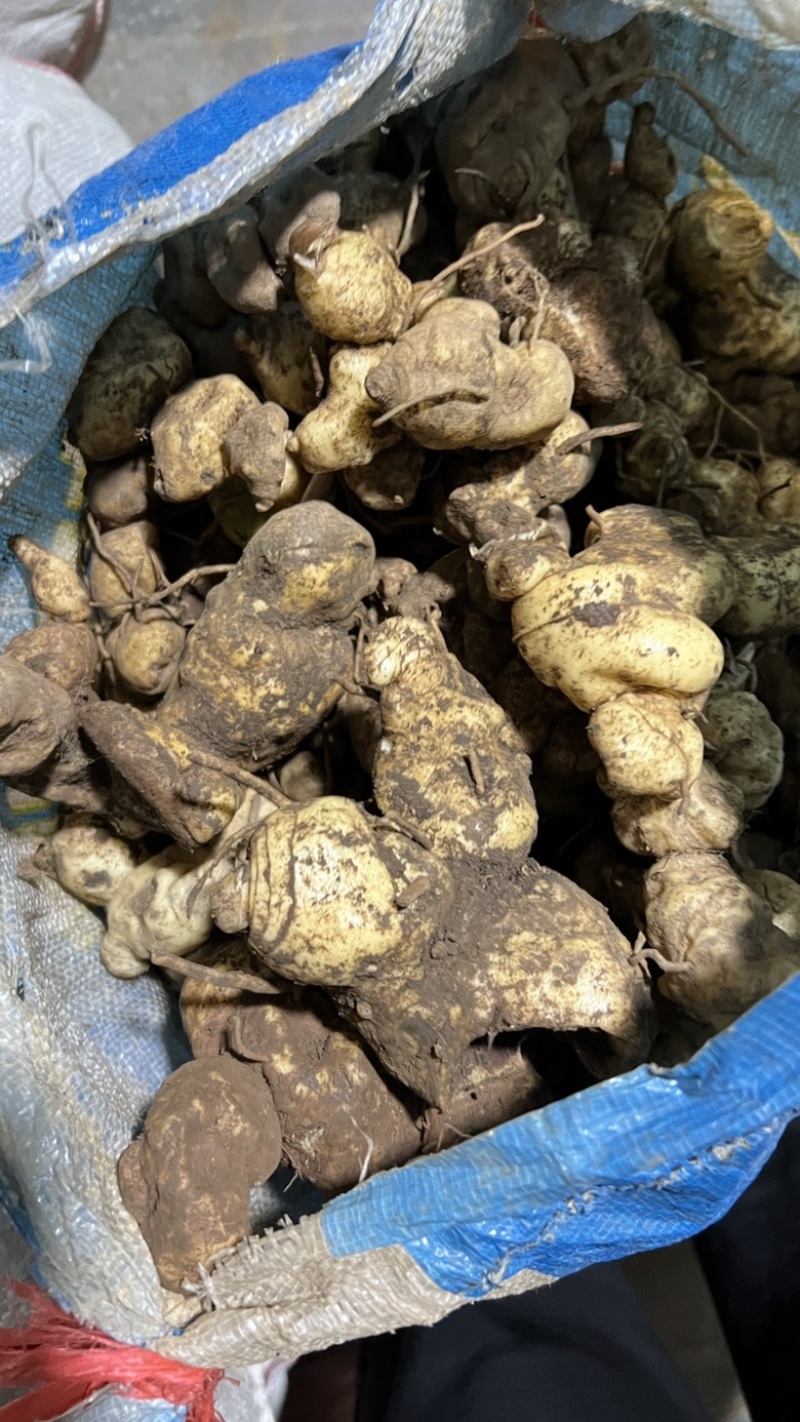 野生黄精鸡头黄精新鲜货