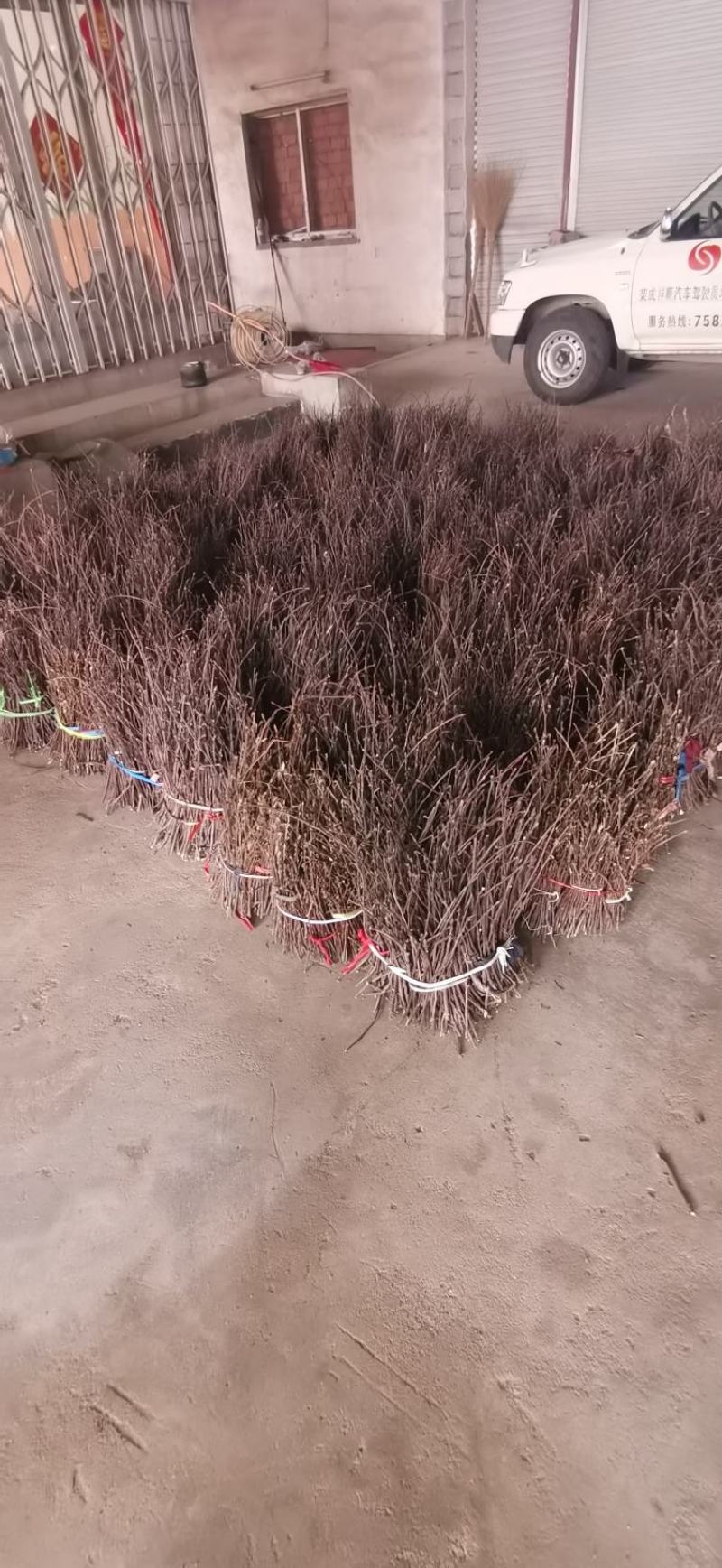 金蝉卵枝大量出售知了枝苹果枝保质保量量大优惠