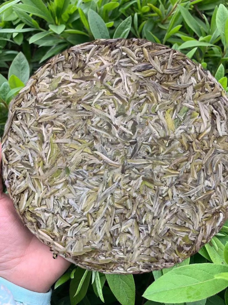 白茶头采银针回味甘甜品质保证白毫银针茶饼