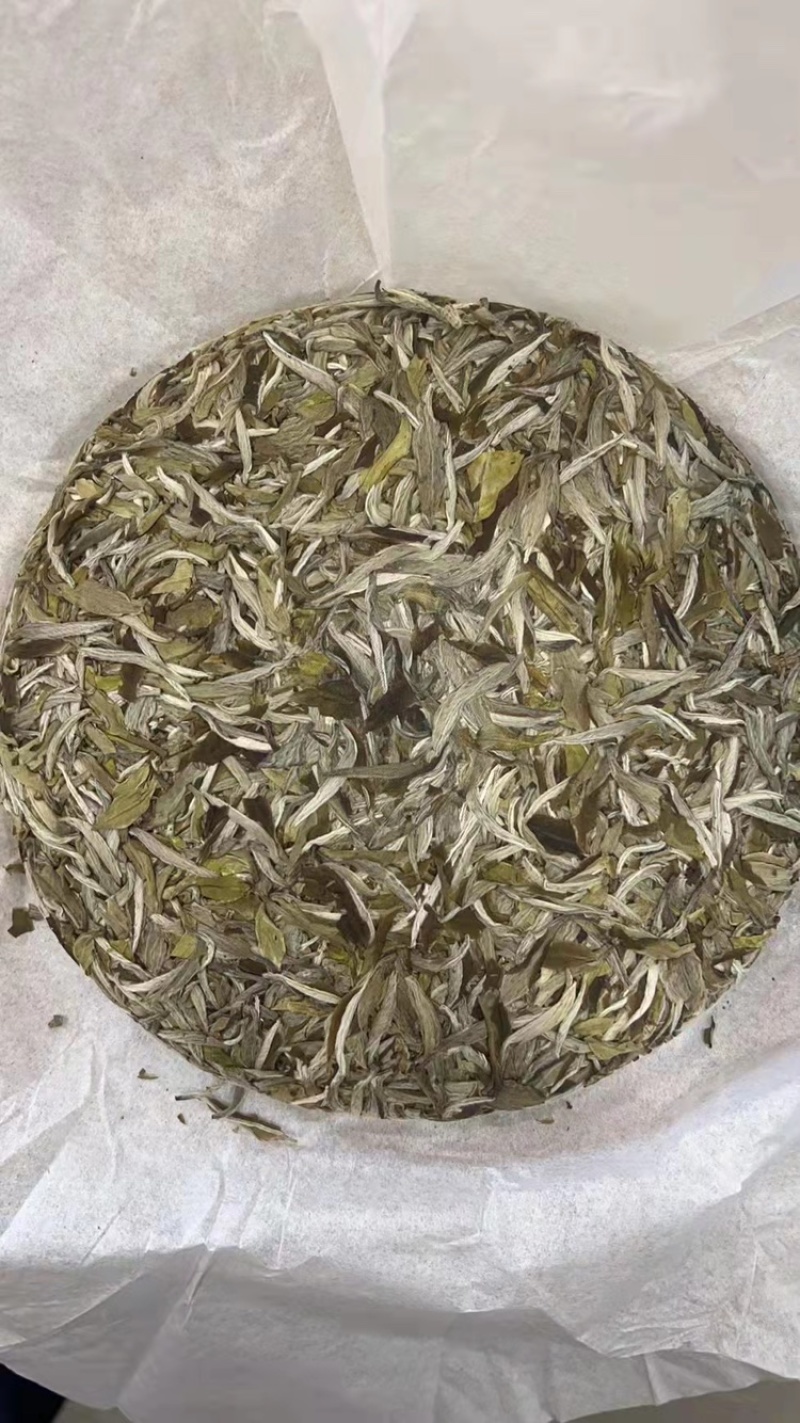 白茶头采银针回味甘甜品质保证白毫银针茶饼