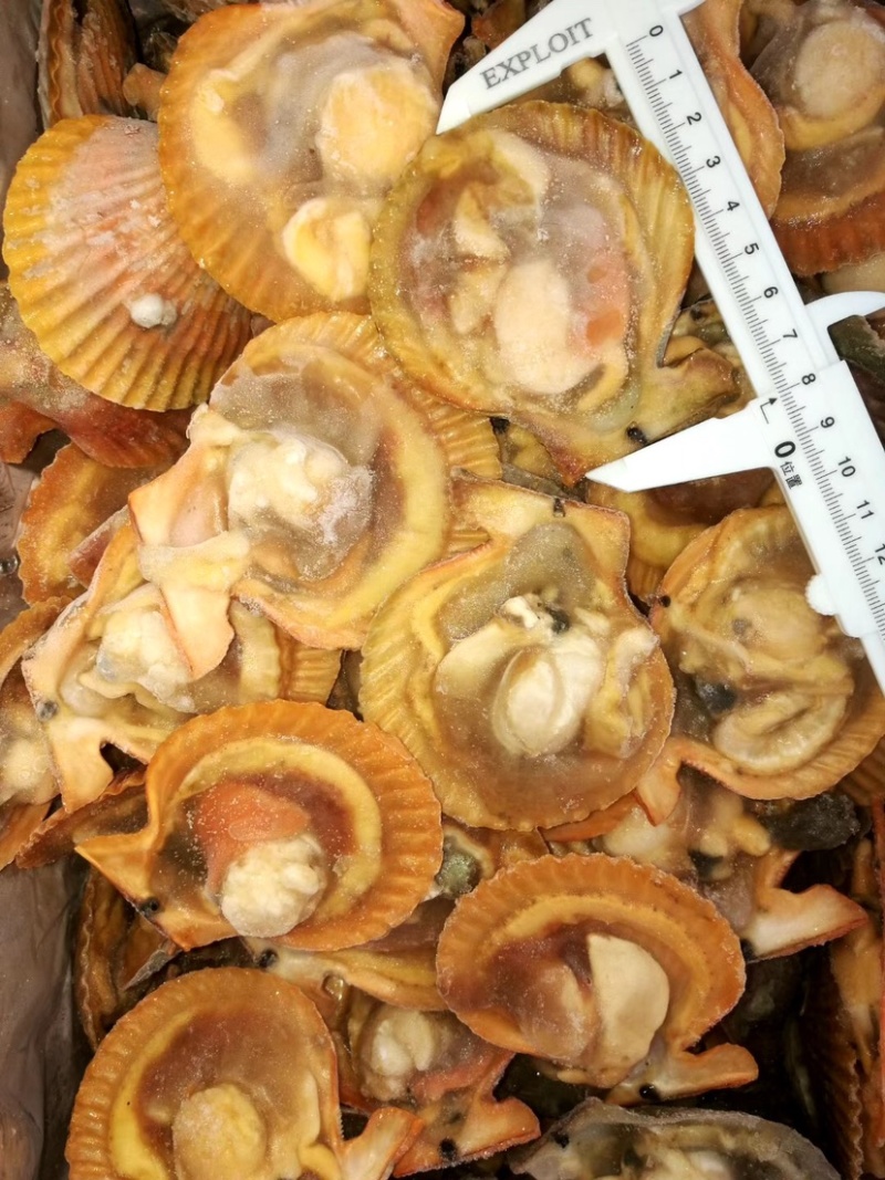 黄金贝扇贝自助餐供应批发广东湛江产地大量