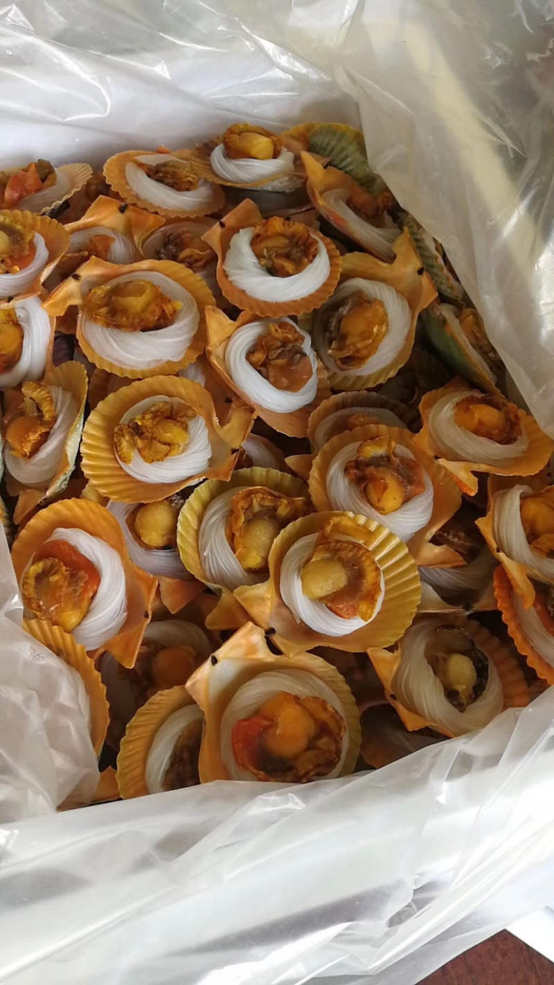 黄金贝扇贝自助餐供应批发广东湛江产地大量