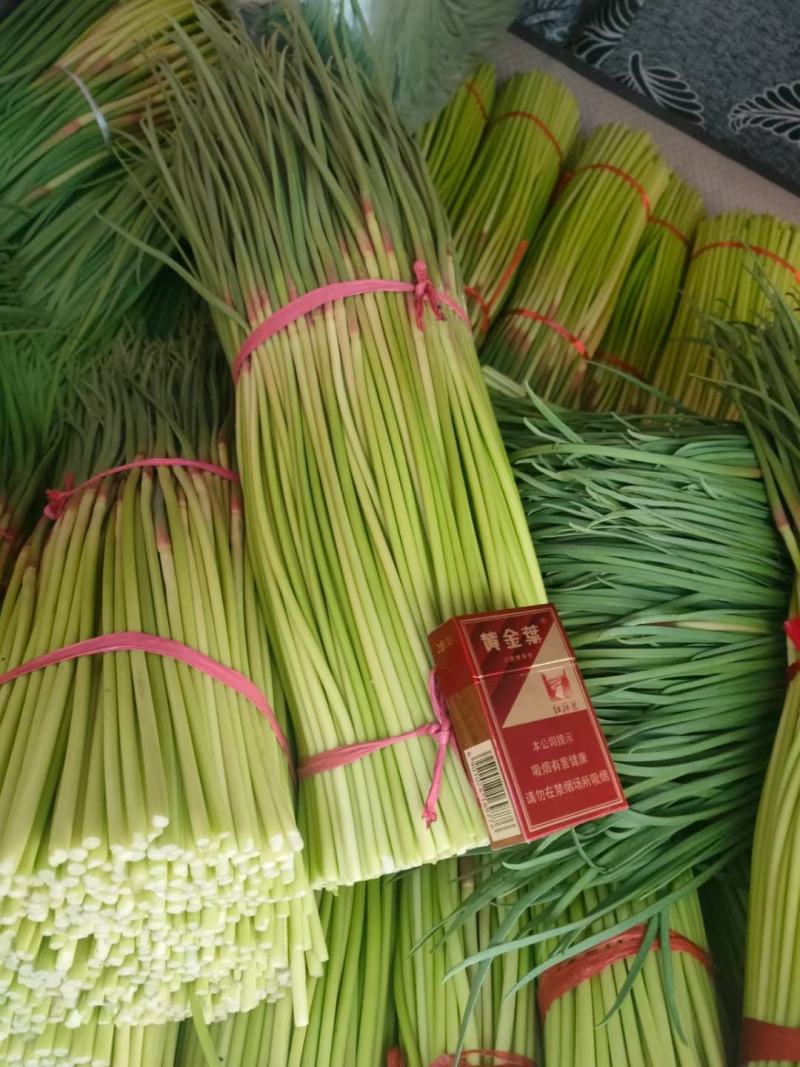 宁陵无水蒜薹大量上市