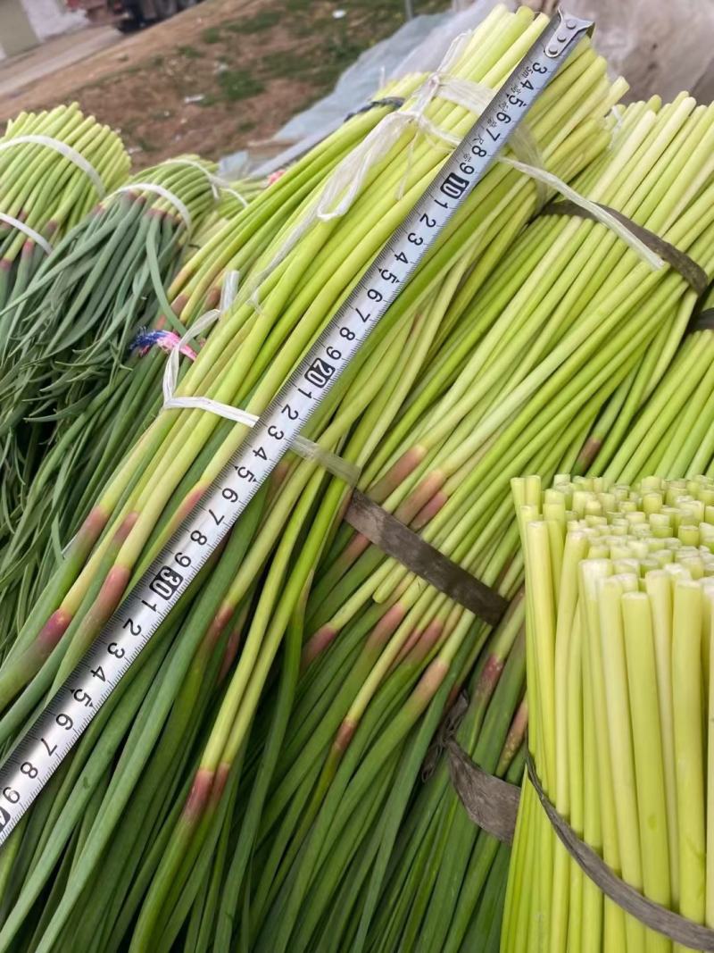 宁陵无水蒜薹大量上市
