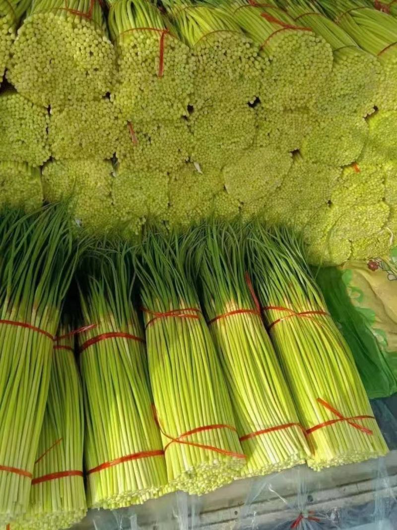 宁陵无水蒜薹大量上市