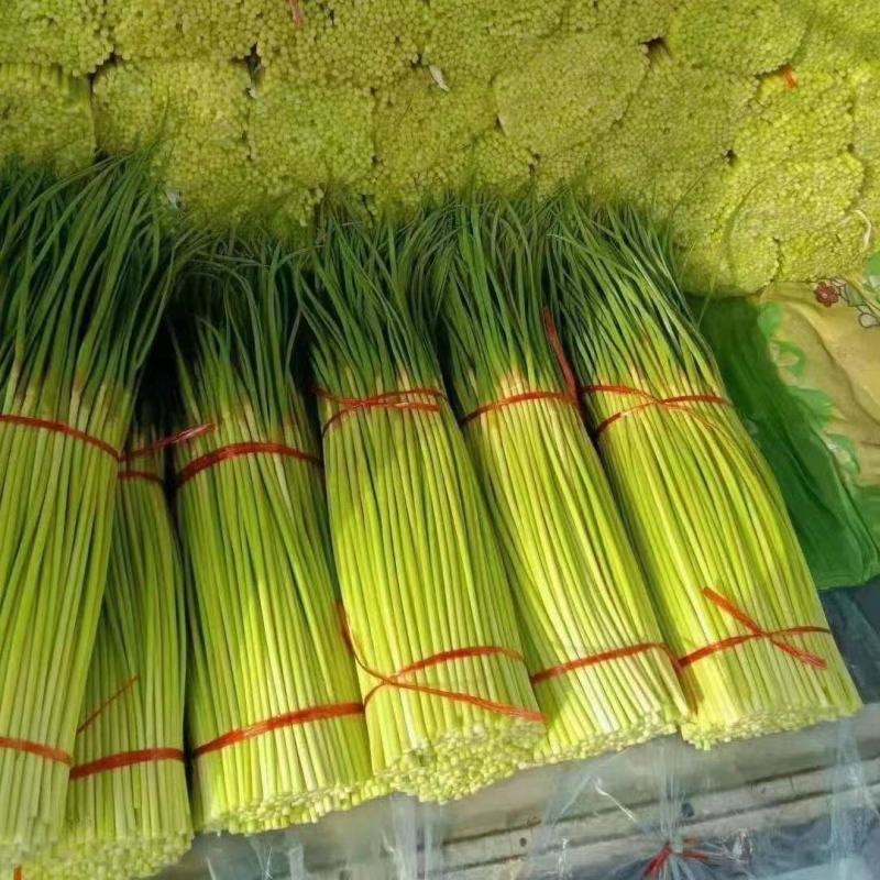 宁陵无水蒜薹大量上市