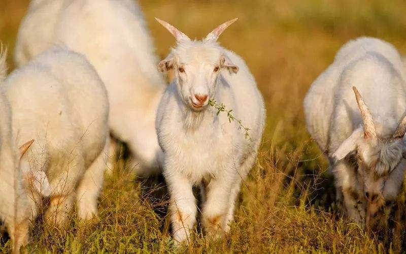 白山羊怀孕母羊美国白山羊羊羔白山羊种公羊出售肉羊
