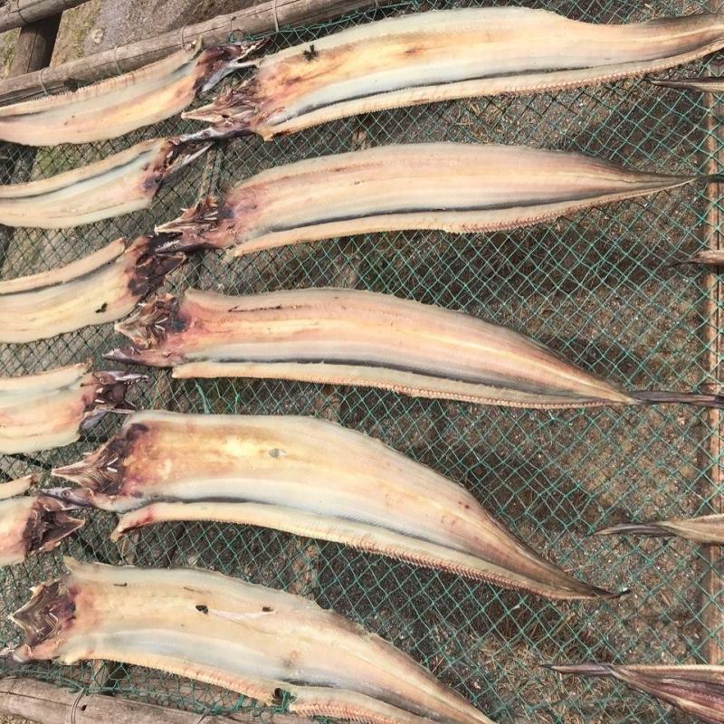 场地加工微盐鳗鱼开片鳗鱼海鳗鱼一手货源大量批发