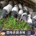 巴马香猪猪苗香猪苗藏香猪活苗活体猪崽种苗