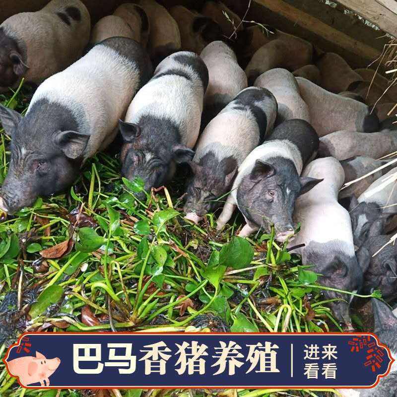 巴马香猪猪苗香猪苗藏香猪活苗活体猪崽种苗