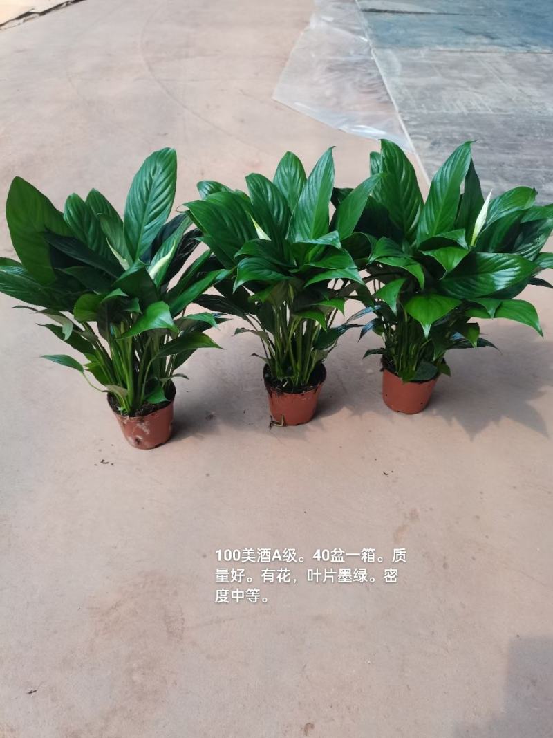 100#出花美酒白掌一箱40盆实物实拍图8.5元一盆货靓
