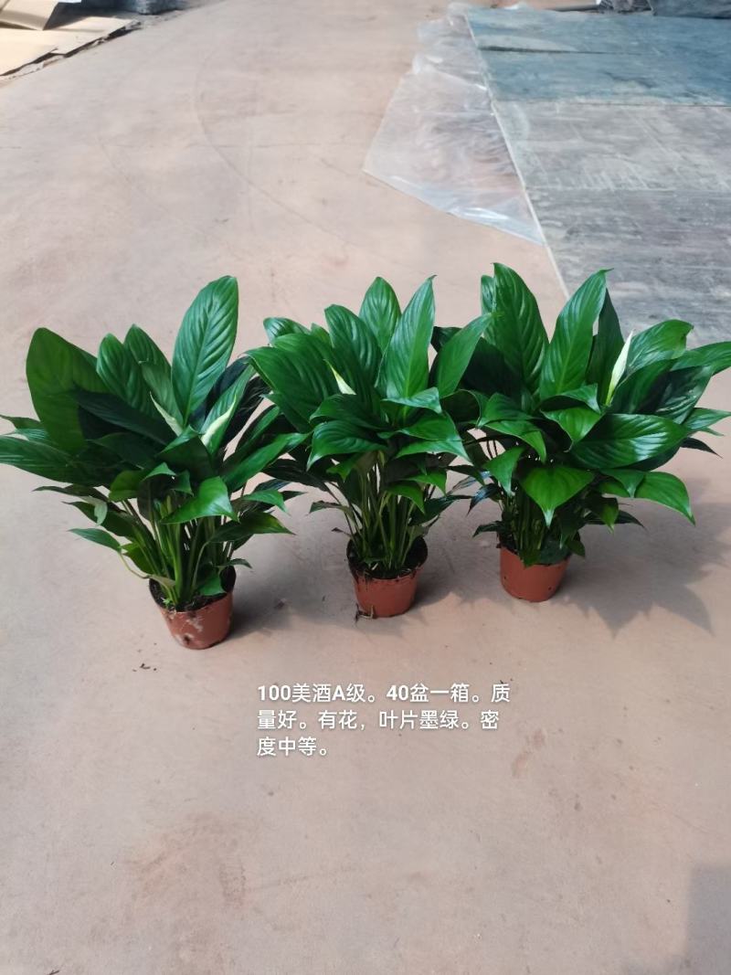 100#出花美酒白掌一箱40盆实物实拍图8.5元一盆货靓