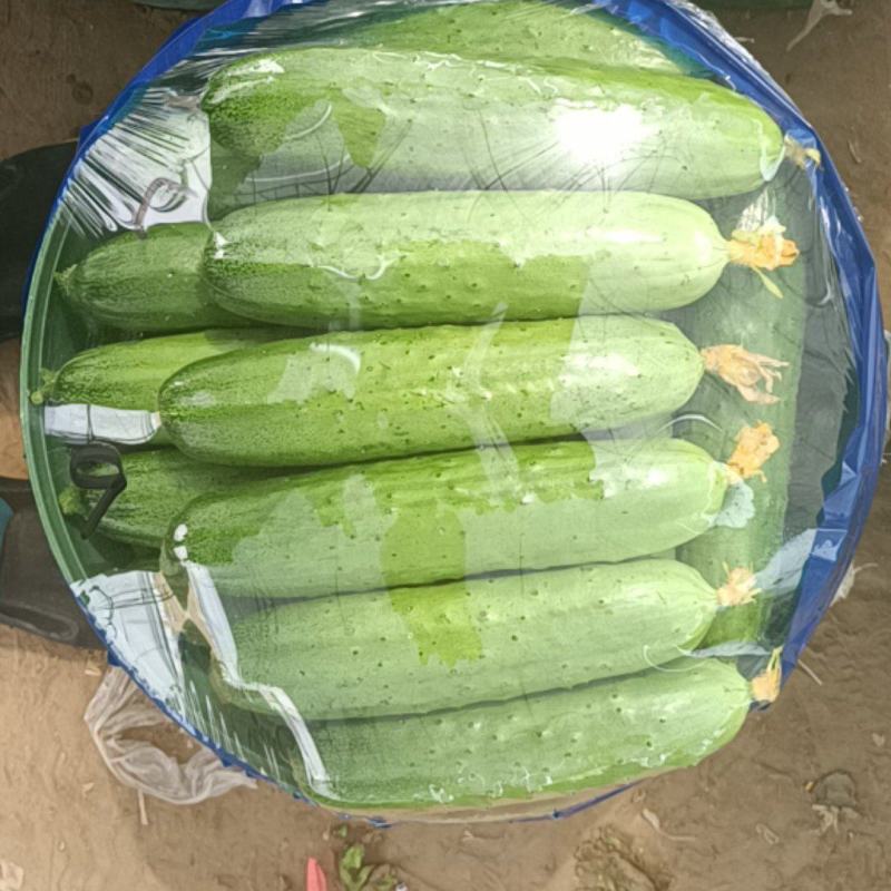 旱黄瓜