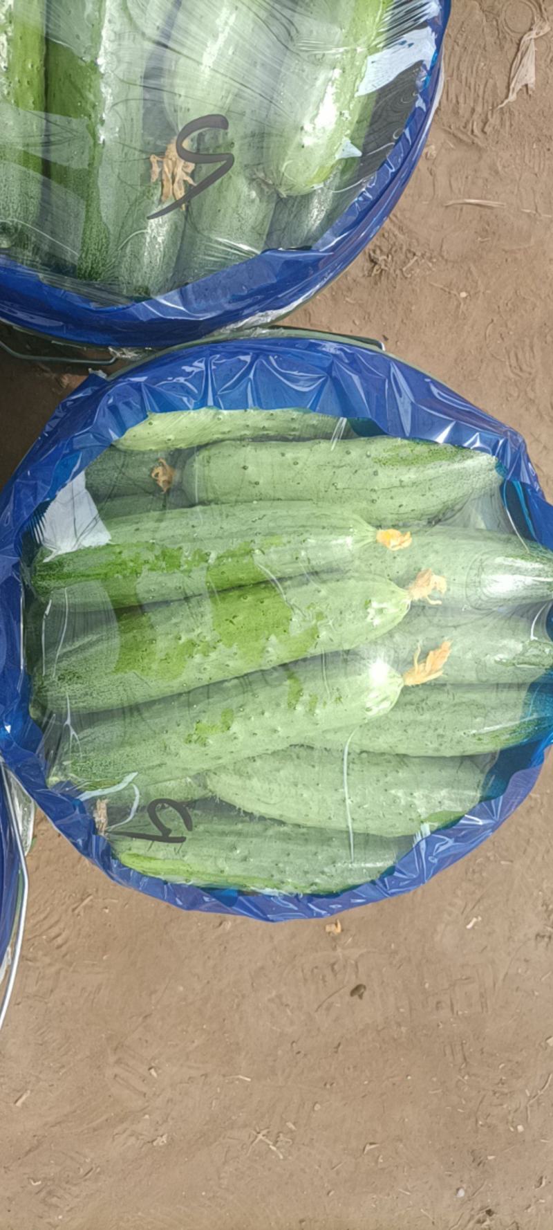 旱黄瓜