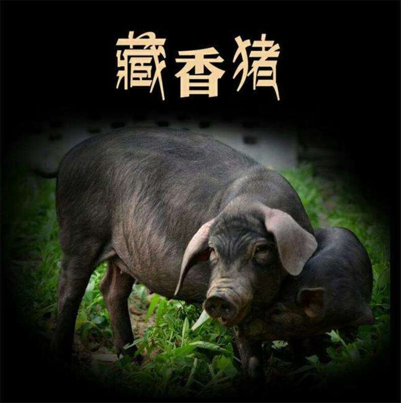 藏香猪种猪藏香猪种苗藏香猪仔猪藏香猪苗散养生态猪