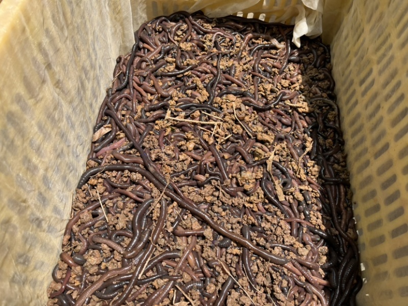 广地龙种苗，这个就是26w一吨的东西，地里的软黄金，