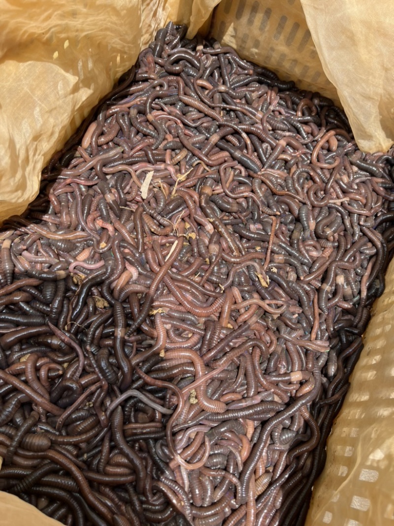 广地龙种苗，这个就是26w一吨的东西，地里的软黄金，