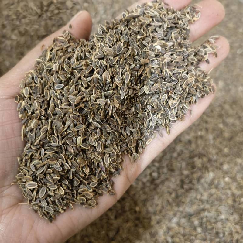 千里香实图拍摄颜色好看当天发货产地采购货源充足